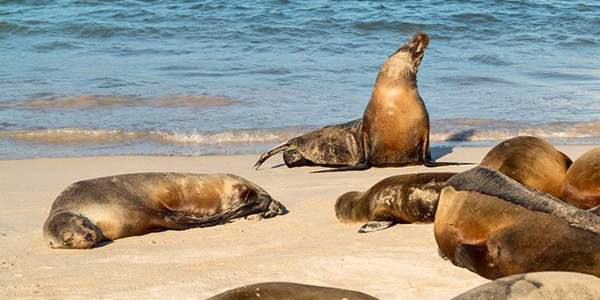 Galapagos