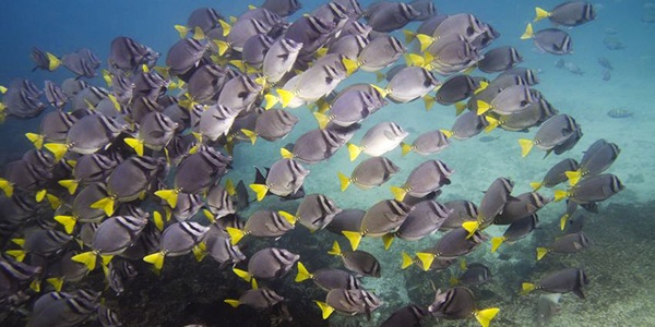 Galapagos