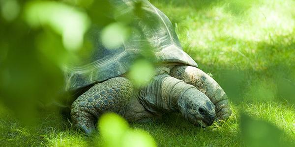 Galapagos