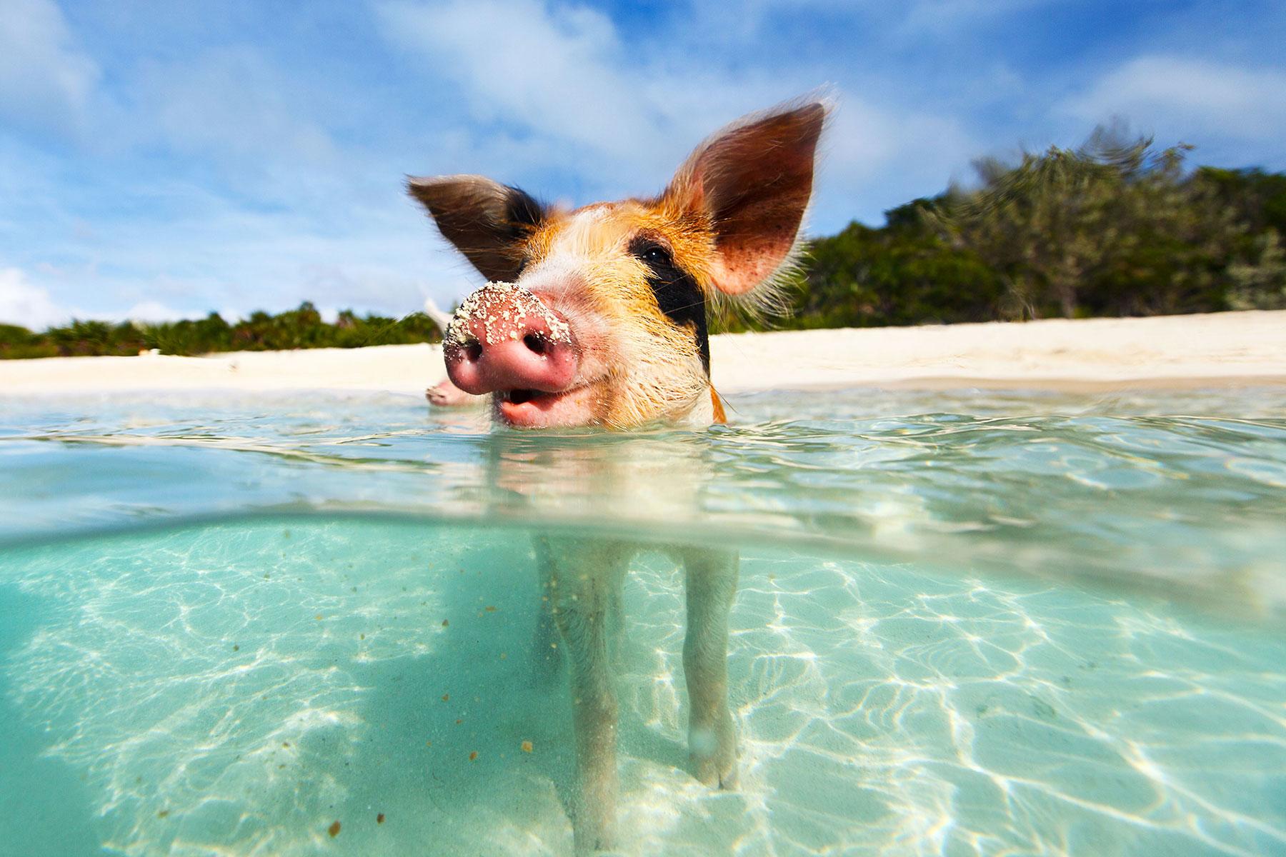 Dream Holidays in the Bahamas Private Island Holidays in Bahamas | Worldwide Dream Villas & Holidays
