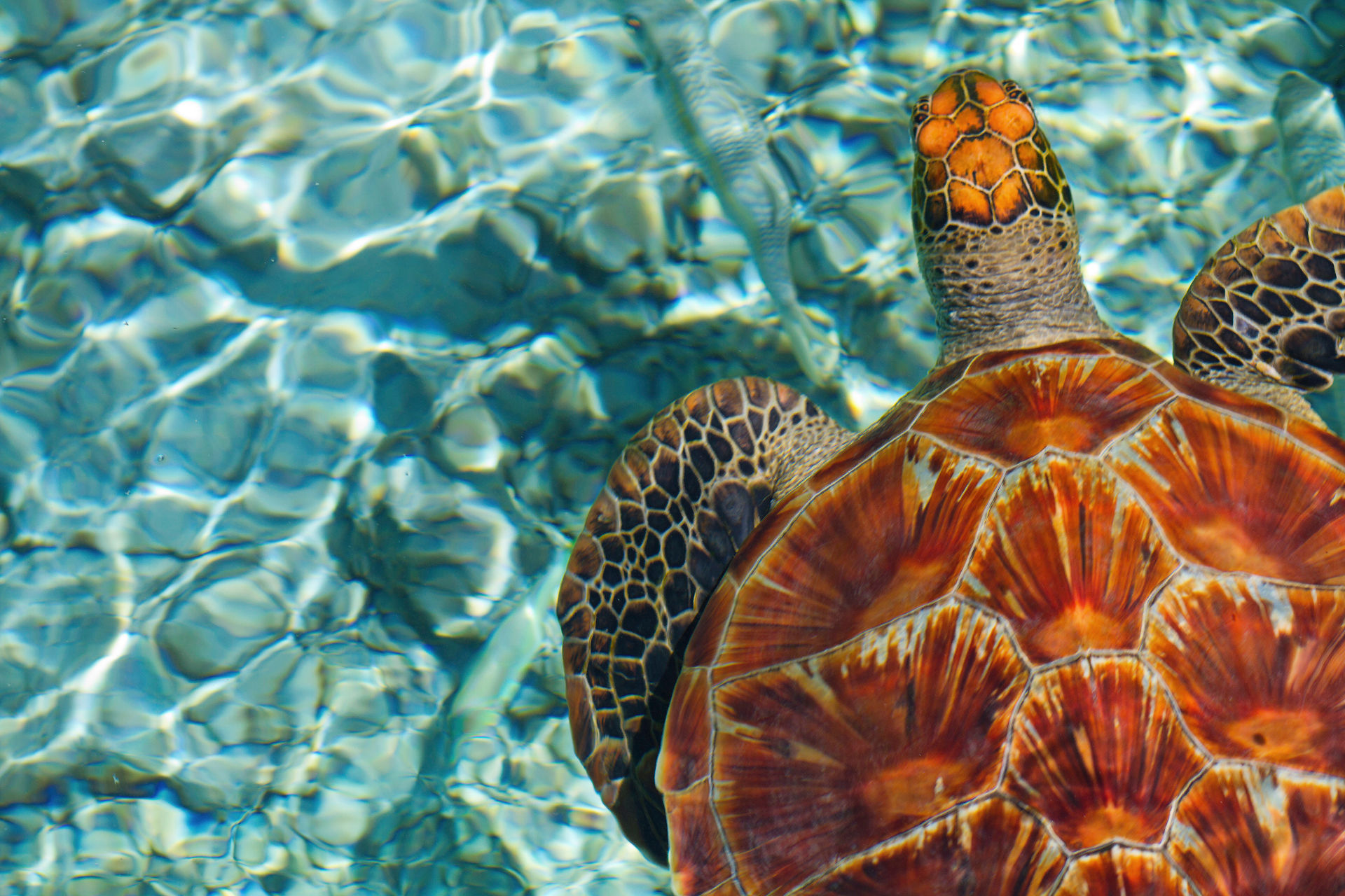 Luxury Villas in Seychelles Sea life in The Seychelles